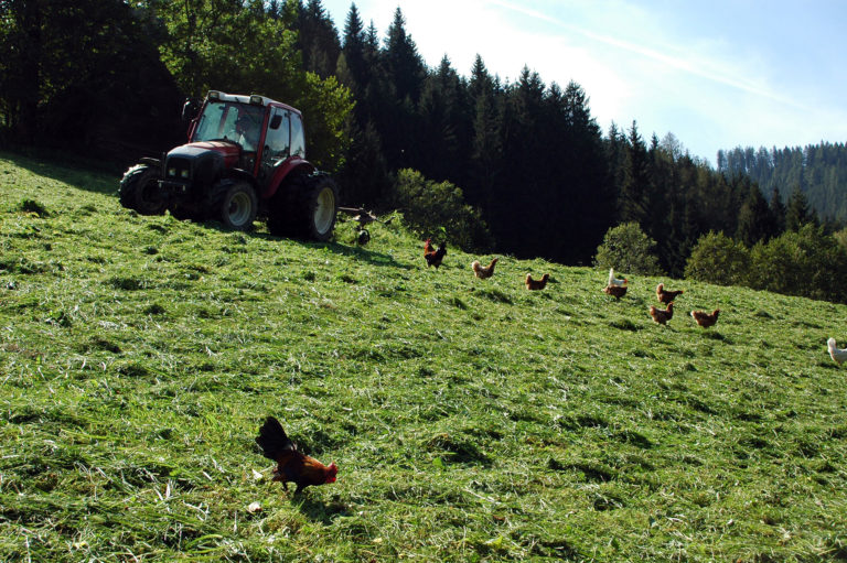 Hennen und Traktor im Einsatz