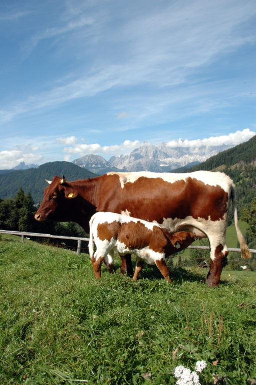 Kalb beim Trinken