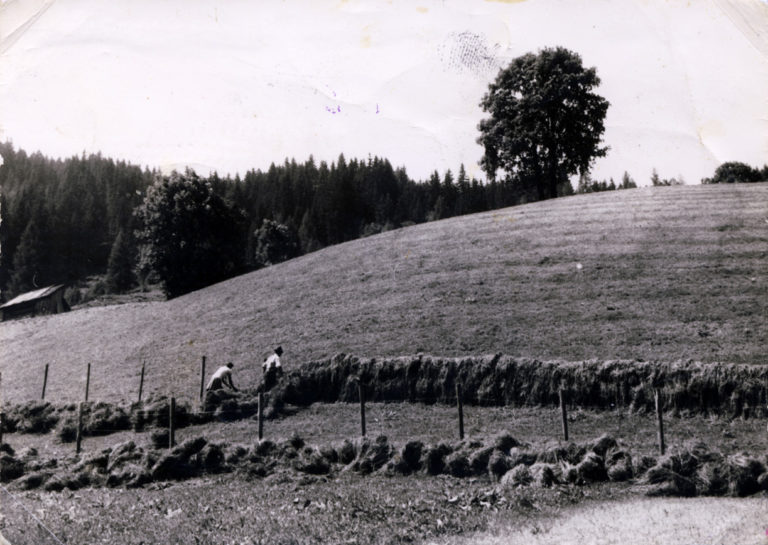 Bei der Heuernte am Hausleitenbühel, ca. 1960