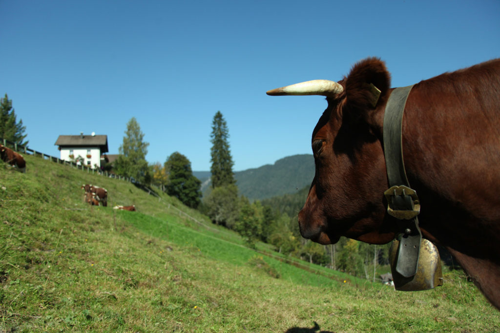 Kühe auf der Weide