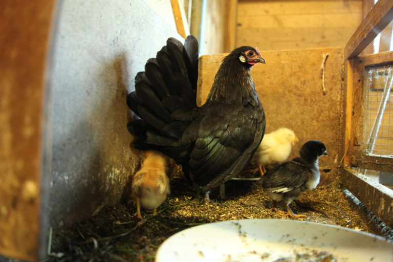 Zwerghennenmutter mit Küken